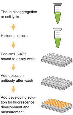 EpiQuik Global Pan-Methyl Histone H3K36 Quantification Kit (Fluorometric)