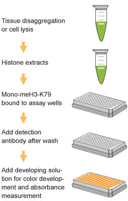 EpiQuik Global Mono-Methyl Histone H3K79 Quantification Kit (Colorimetric)