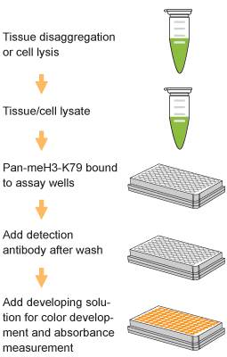 EpiQuik Global Pan-Methyl Histone H3K79 Quantification Kit (Colorimetric)