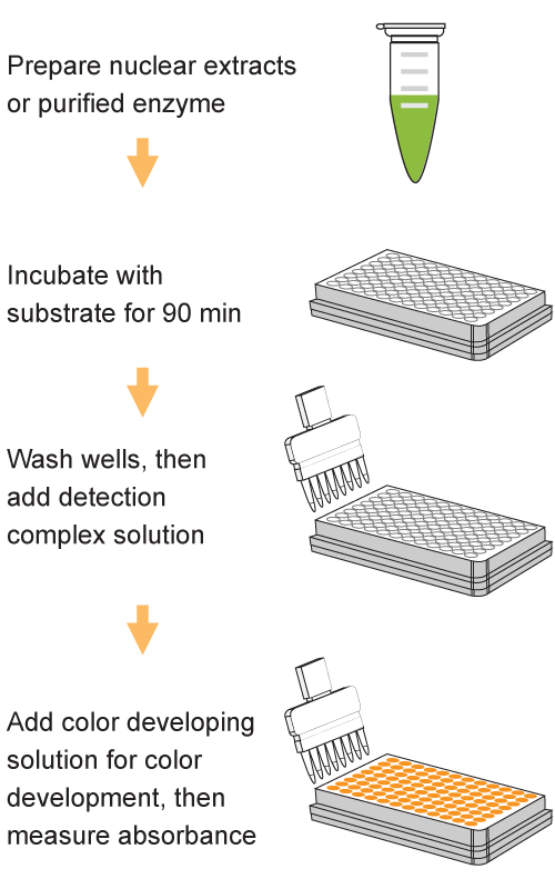 EpiQuik DNMT Activity/Inhibition ELISA Easy Kit (Colorimetric)