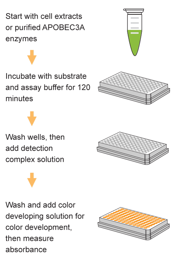 Epigenase APOBEC3A Activity/Inhibition Assay Kit