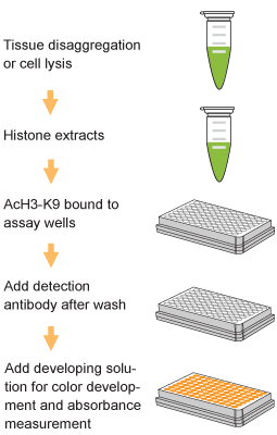EpiQuik Global Acetyl Histone H3K9 Quantification Kit (Colorimetric)