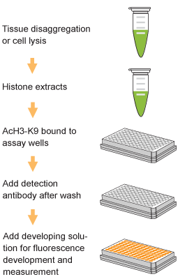 EpiQuik Global Acetyl Histone H3K9 Quantification Kit (Fluorometric)