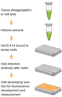 EpiQuik Global Acetyl Histone H3K14 Quantification Kit (Fluorometric)