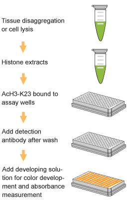 EpiQuik Global Acetyl Histone H3K23 Quantification Kit (Colorimetric)