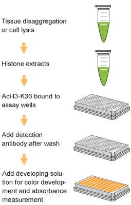 EpiQuik Global Acetyl Histone H3K36 Quantification Kit (Colorimetric)