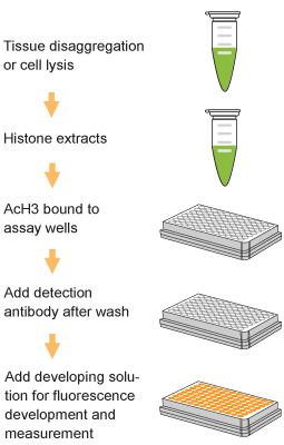 EpiQuik Total Histone H3 Acetylation Detection Fast Kit (Fluorometric)