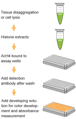 EpiQuik Total Histone H4 Acetylation Detection Fast Kit (Colorimetric)