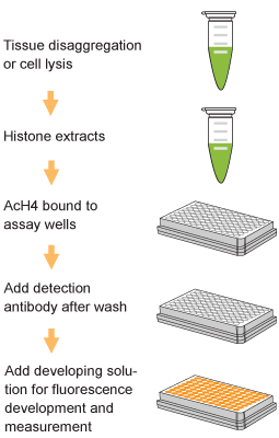 EpiQuik Total Histone H4 Acetylation Detection Fast Kit (Fluorometric)
