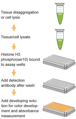 EpiQuik Global Histone H3 Phosphorylation (Ser10) Assay Kit (Colorimetric)
