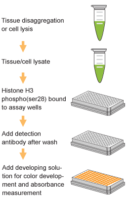 EpiQuik Global Histone H3 Phosphorylation (Ser28) Assay Kit (Colorimetric)
