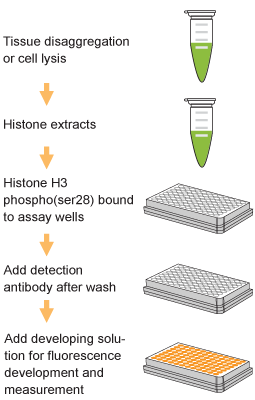 EpiQuik Global Histone H3 Phosphorylation (Ser28) Assay Kit (Fluorometric)