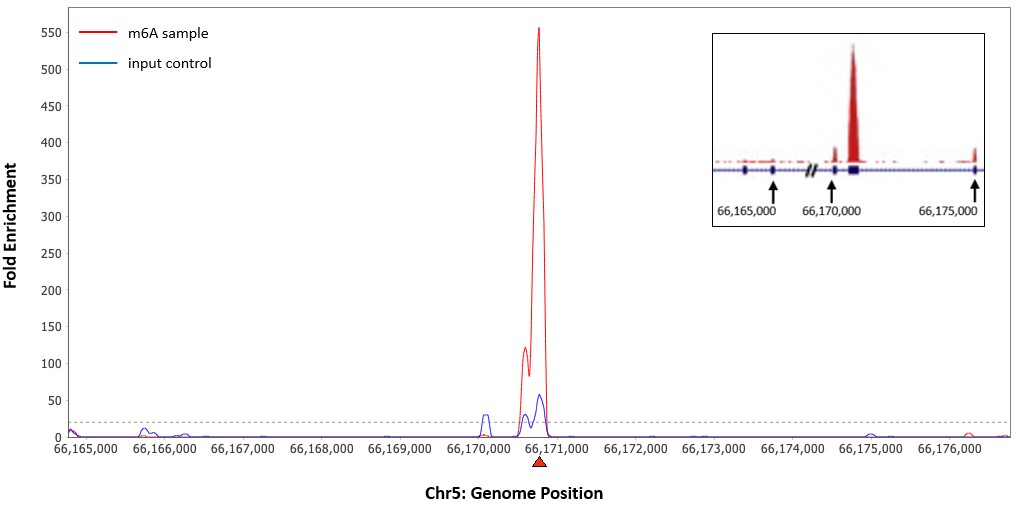 EpiNext CUT&RUN RNA m6A-Seq Kit