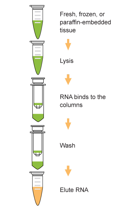 EpiQuik Total RNA Isolation Kit (Tissue)