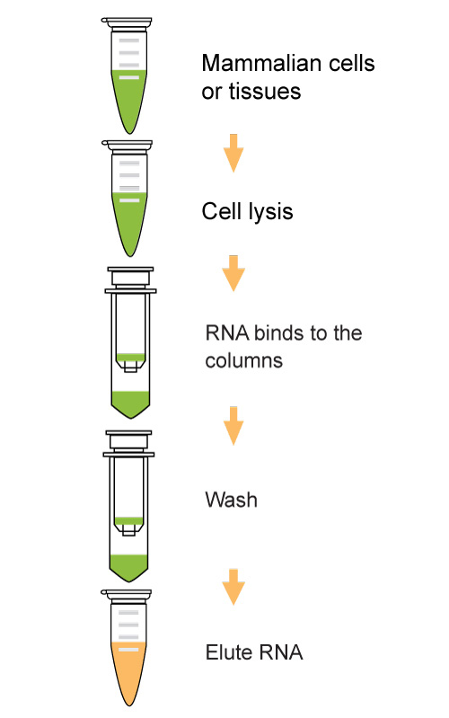 EpiQuik Total RNA Isolation Fast Kit