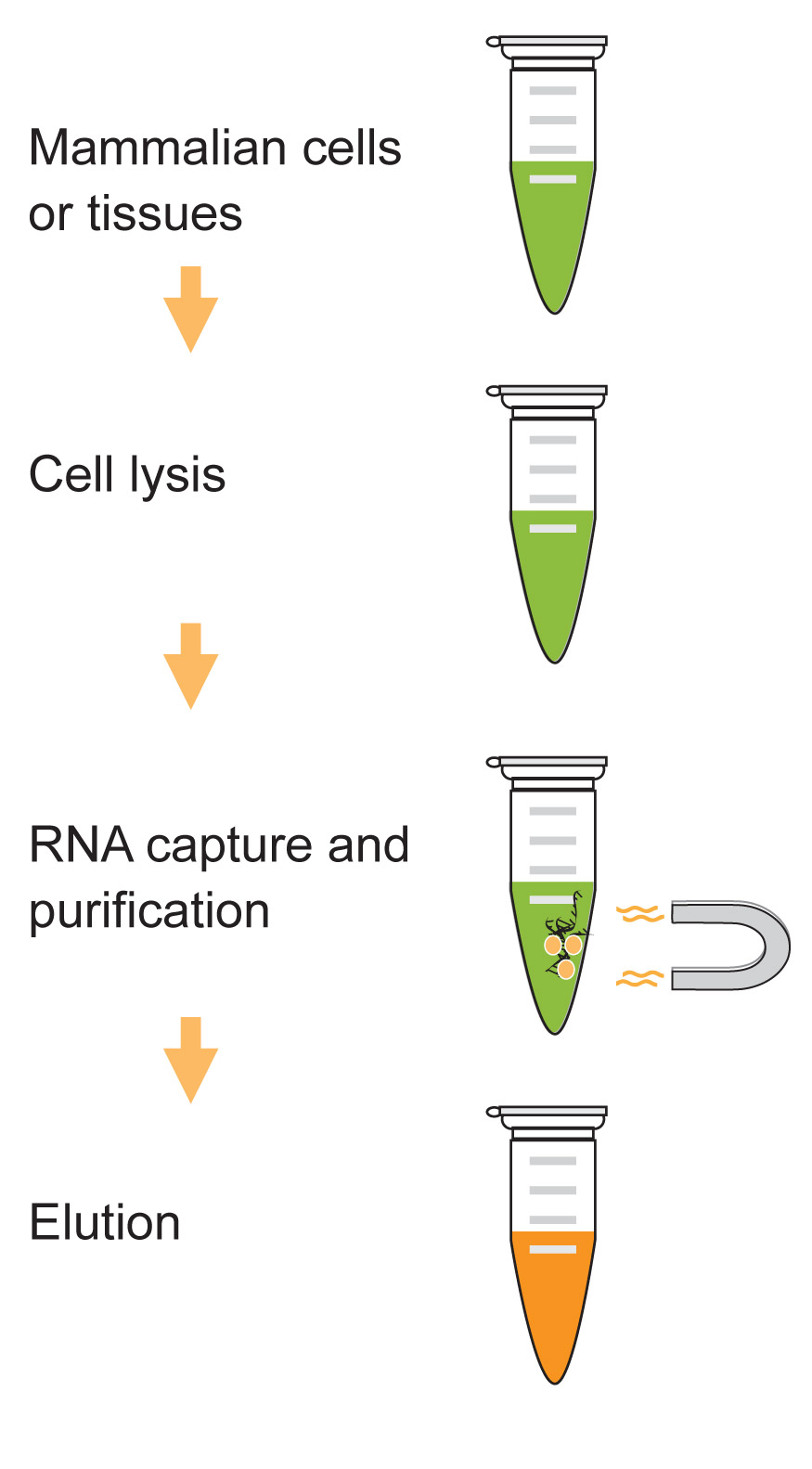 EpiQuik Magbeads Quick RNA Isolation Kit