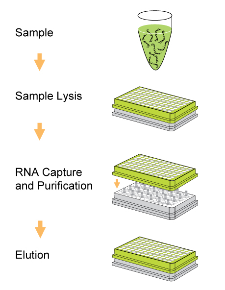 EpiMag 96-Well Viral RNA Extraction Kit (High Throughput)