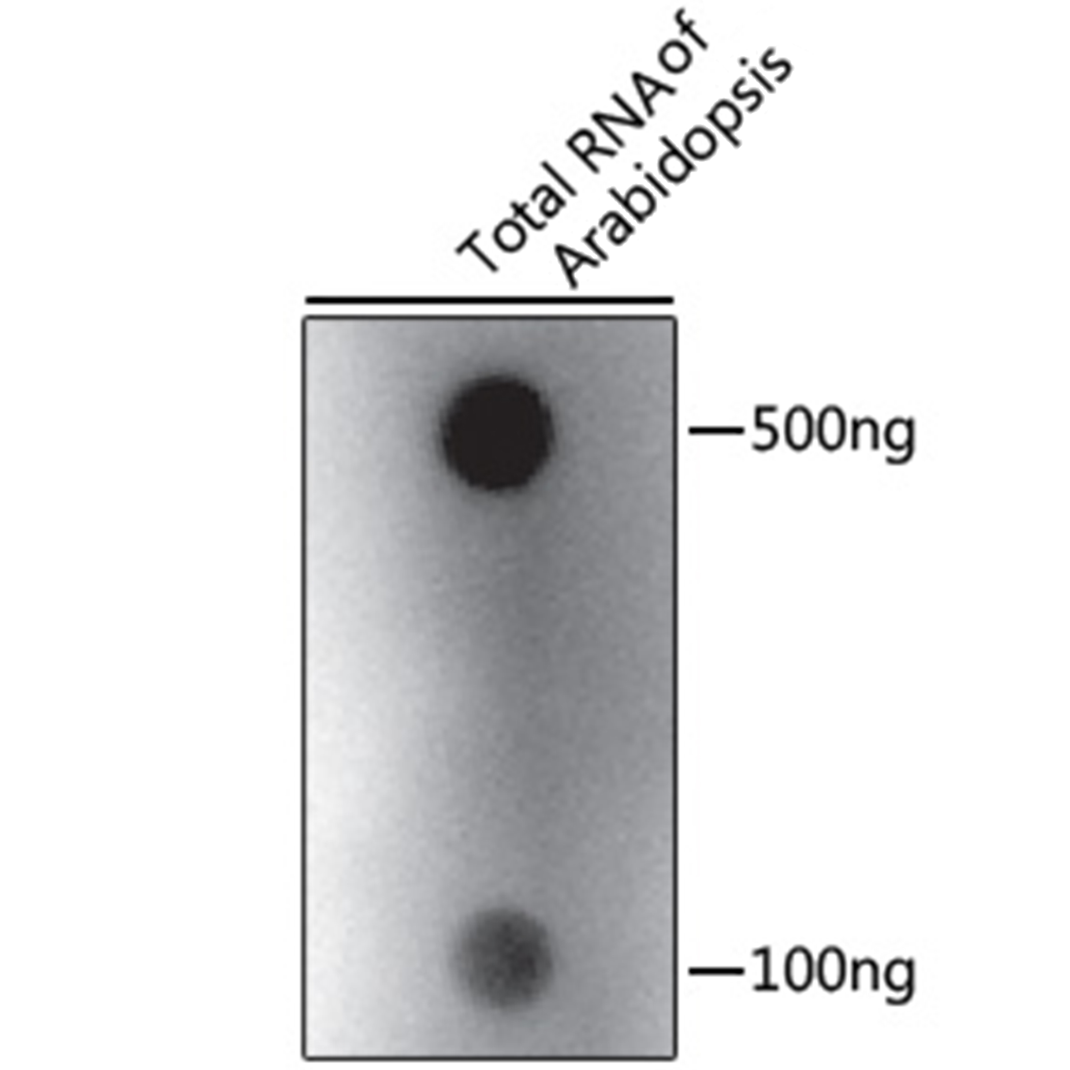 N6-methyladenosine (m6A) Polyclonal Antibody (100 µl)