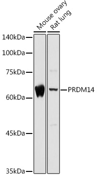 PRDM14 Polyclonal Antibody (100 µl)