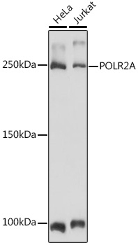 RNA Polymerase II Polyclonal Antibody