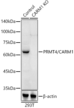 PRMT4 Polyclonal Antibody (50 µl)