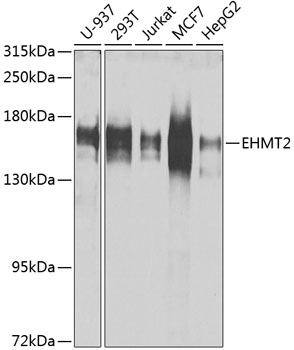 EHMT2 Polyclonal Antibody (100 µl)