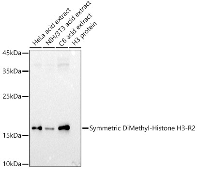 Histone H3R2 Dimethyl Symmetric (H3R2me2s) Polyclonal Antibody (100 µl)