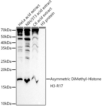Histone H3R17 Dimethyl Asymmetric (H3R17me2a) Polyclonal Antibody (50 µl)