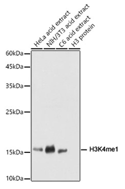 Histone H3K4me1 (H3K4 Monomethyl) Polyclonal Antibody (50 µl)