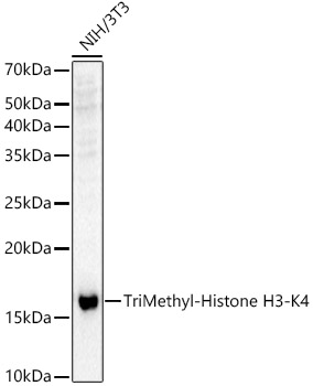 Histone H3K4me3 (H3K4 Trimethyl) Polyclonal Antibody (100 µl)