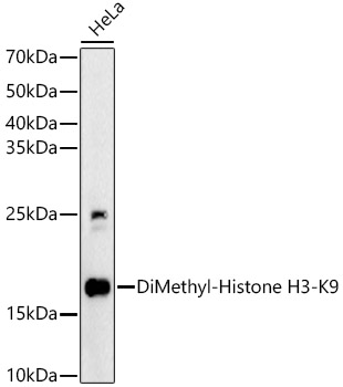 Histone H3K9me2 (H3K9 Dimethyl) Polyclonal Antibody (50 µl)