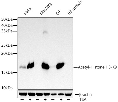 Histone H3K9ac (Acetyl H3K9) Monoclonal Antibody [9D2E4G]