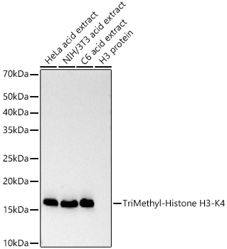 Histone H3K4me3 (H3K4 Trimethyl) Monoclonal Antibody [9A10D4]