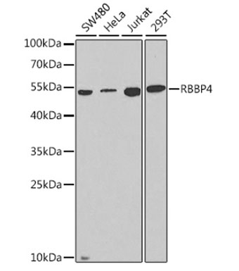 RBBP4 Polyclonal Antibody EpiGentek