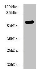ARSG Polyclonal Antibody (100 µl)