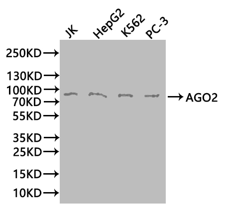 AGO2 Polyclonal Antibody