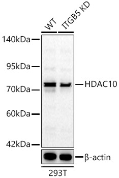 HDAC10 Polyclonal Antibody (50 µl)