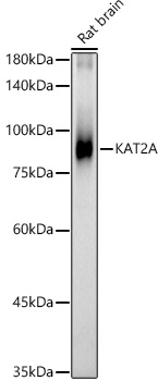 KAT2A Polyclonal Antibody (50 µl)