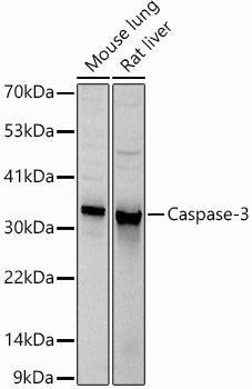 Caspase3 Polyclonal Antibody (50 µl)