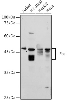 FAS Polyclonal Antibody (50 µl)