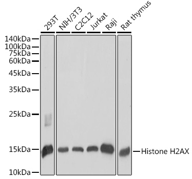 Histone H2AX Polyclonal Antibody (50 µl)