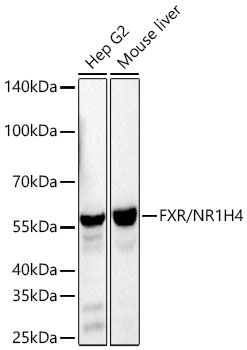 NR1H4 Monoclonal Antibody
