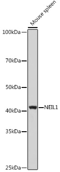 NEIL1 Polyclonal Antibody (50 µl)