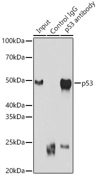 p53 Polyclonal Antibody