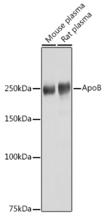 APOB Polyclonal Antibody (100 µl)