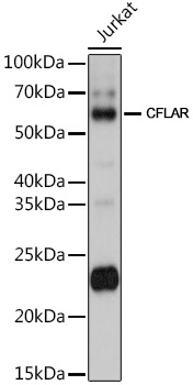 CFLAR Polyclonal Antibody (50 µl)
