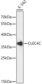 CLEC4C Polyclonal Antibody (50 µl)
