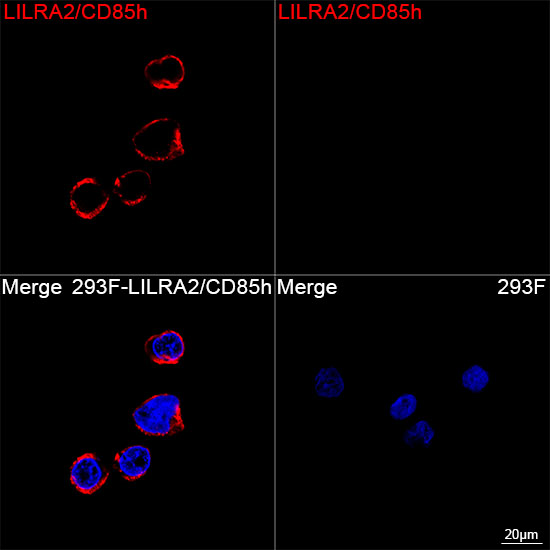 LILRA2 Monoclonal Antibody