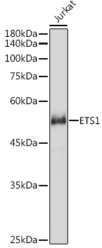 ETS1 Polyclonal Antibody (50 µl)