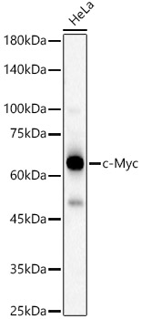 c-Myc Polyclonal Antibody (100 µl)